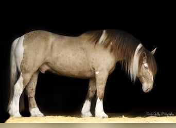 Arbeitspferd, Wallach, 14 Jahre, 163 cm, Champagne