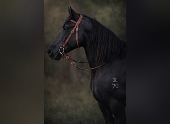 Arbeitspferd, Wallach, 14 Jahre, 168 cm, Rappe