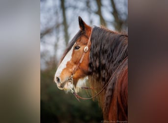 Arbeitspferd, Wallach, 14 Jahre, 175 cm, Roan-Bay