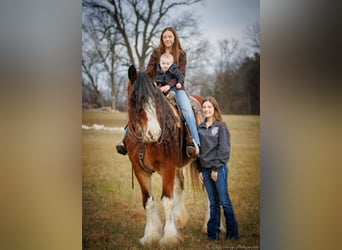 Arbeitspferd, Wallach, 14 Jahre, 175 cm, Roan-Bay