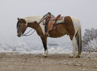 Arbeitspferd Mix, Wallach, 14 Jahre, Schecke