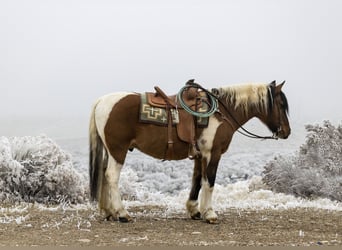 Arbeitspferd Mix, Wallach, 14 Jahre, Schecke