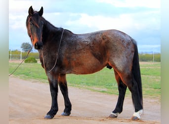 Arbeitspferd Mix, Wallach, 15 Jahre, 163 cm, Roan-Bay