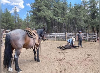 Arbeitspferd Mix, Wallach, 15 Jahre, 163 cm, Roan-Bay