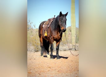 Arbeitspferd Mix, Wallach, 15 Jahre, 163 cm, Roan-Bay