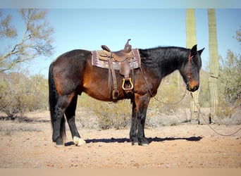 Arbeitspferd Mix, Wallach, 15 Jahre, 163 cm, Roan-Bay