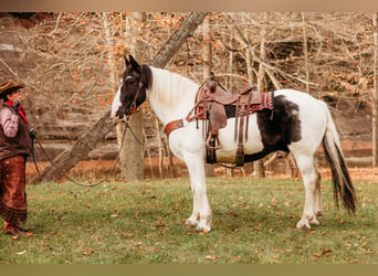 Arbeitspferd Mix, Wallach, 15 Jahre, 163 cm