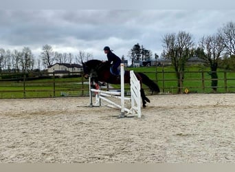 Arbeitspferd, Wallach, 15 Jahre, 165 cm, Brauner