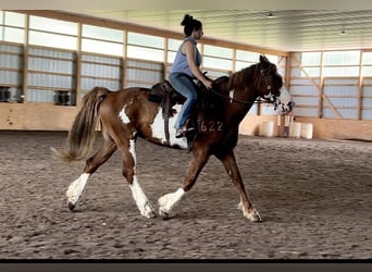 Arbeitspferd, Wallach, 15 Jahre, 165 cm, Overo-alle-Farben