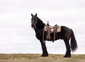 Arbeitspferd, Wallach, 15 Jahre, 173 cm, Rappe