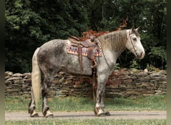 Arbeitspferd, Wallach, 15 Jahre, 175 cm, Apfelschimmel