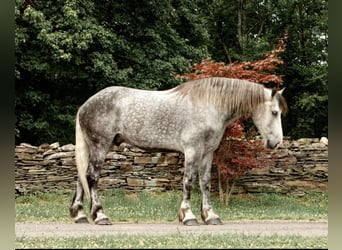 Arbeitspferd, Wallach, 15 Jahre, 175 cm, Apfelschimmel