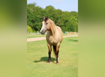 Arbeitspferd Mix, Wallach, 15 Jahre, Buckskin
