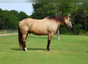 Arbeitspferd Mix, Wallach, 15 Jahre, Buckskin