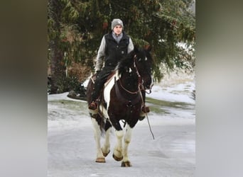 Arbeitspferd, Wallach, 15 Jahre, Tobiano-alle-Farben