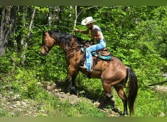 Arbeitspferd, Wallach, 16 Jahre, 155 cm, Roan-Bay