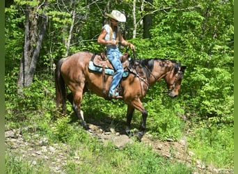 Arbeitspferd, Wallach, 16 Jahre, 155 cm, Roan-Bay