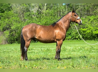 Arbeitspferd, Wallach, 16 Jahre, 155 cm, Roan-Bay