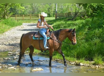 Arbeitspferd, Wallach, 16 Jahre, 155 cm, Roan-Bay