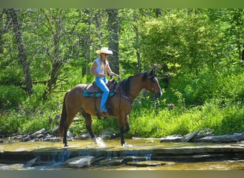 Arbeitspferd, Wallach, 16 Jahre, 155 cm, Roan-Bay