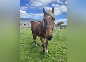 Arbeitspferd, Wallach, 16 Jahre, Fuchs
