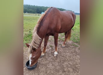 Arbeitspferd Mix, Wallach, 21 Jahre, 165 cm, Fuchs