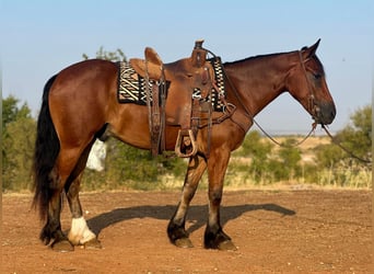Arbeitspferd, Wallach, 3 Jahre, 150 cm, Rotbrauner