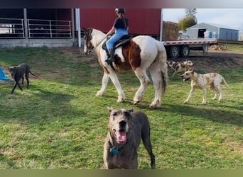 Arbeitspferd Mix, Wallach, 3 Jahre, 152 cm, Rotbrauner