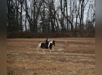 Arbeitspferd Mix, Wallach, 3 Jahre, 152 cm, Rotbrauner