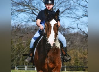 Arbeitspferd Mix, Wallach, 3 Jahre, 152 cm, Rotbrauner