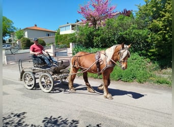 Arbeitspferd, Wallach, 3 Jahre, 153 cm, Fuchs