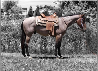 Arbeitspferd, Wallach, 3 Jahre, 157 cm, Roan-Bay