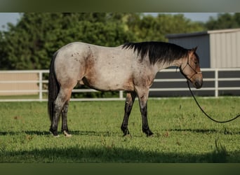 Arbeitspferd Mix, Wallach, 3 Jahre, 160 cm, Roan-Bay