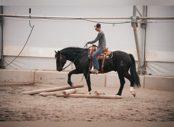 Arbeitspferd Mix, Wallach, 3 Jahre, 163 cm, Rappe
