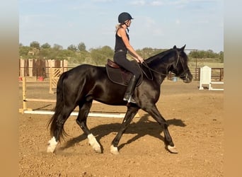 Arbeitspferd Mix, Wallach, 3 Jahre, 165 cm, Rappe