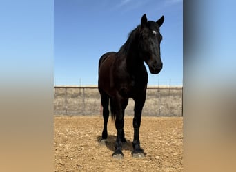 Arbeitspferd, Wallach, 3 Jahre, 170 cm, Rappe