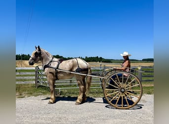 Arbeitspferd, Wallach, 3 Jahre, 170 cm, Roan-Red