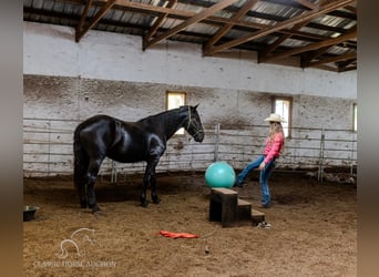 Arbeitspferd, Wallach, 3 Jahre, 173 cm, Rappe