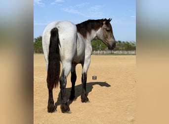 Arbeitspferd Mix, Wallach, 3 Jahre, 173 cm, Roan-Blue