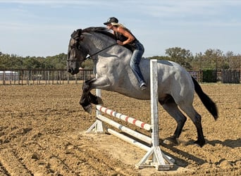 Arbeitspferd Mix, Wallach, 3 Jahre, 173 cm, Roan-Blue