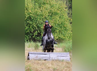 Arbeitspferd Mix, Wallach, 3 Jahre, 173 cm, Roan-Blue