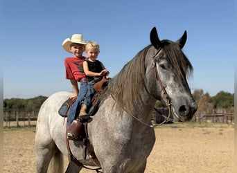 Arbeitspferd Mix, Wallach, 3 Jahre, 173 cm, Schimmel