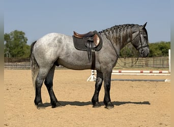 Arbeitspferd Mix, Wallach, 3 Jahre, 173 cm, Schimmel
