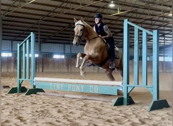 Arbeitspferd Mix, Wallach, 3 Jahre, Palomino
