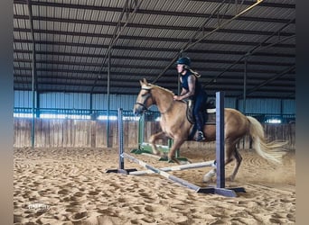 Arbeitspferd Mix, Wallach, 3 Jahre, Palomino
