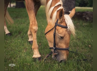 Arbeitspferd Mix, Wallach, 3 Jahre, Palomino