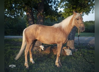 Arbeitspferd Mix, Wallach, 3 Jahre, Palomino