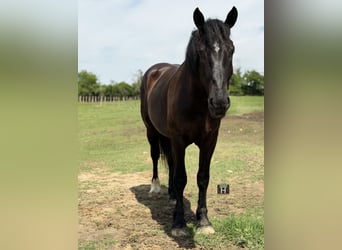 Arbeitspferd Mix, Wallach, 3 Jahre, Rappe