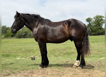 Arbeitspferd Mix, Wallach, 3 Jahre, Rappe