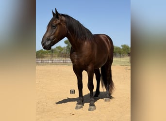Arbeitspferd Mix, Wallach, 3 Jahre, Rappe